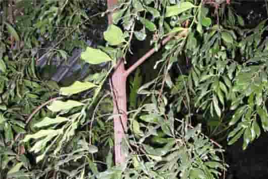 阳痿,适度使用催情壮阳功效的精油