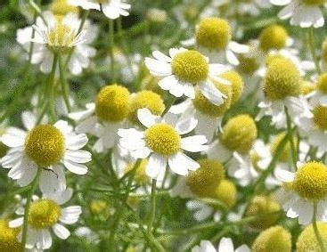 发炎了,洋甘菊和薰衣草精油是很好的抗炎精油