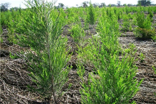 用精油减少头皮屑,用迷迭香精油调理头发