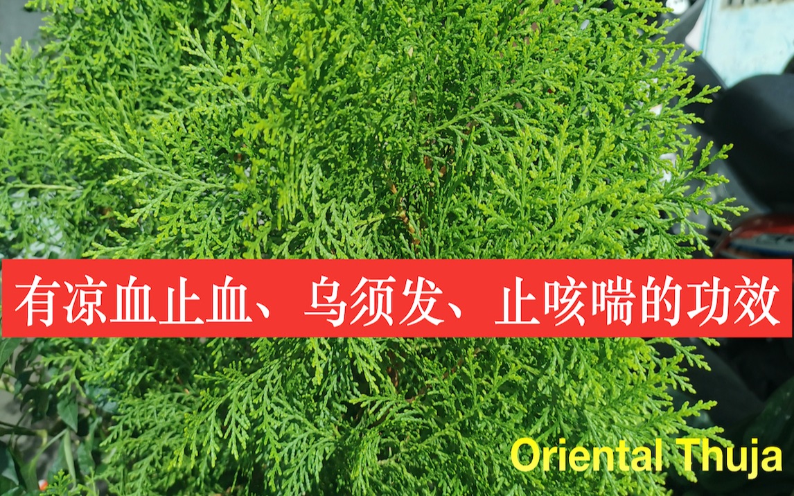 日本扁柏精油功效(扁柏精油:祛湿止痛,抗菌消炎,改善呼吸问题)