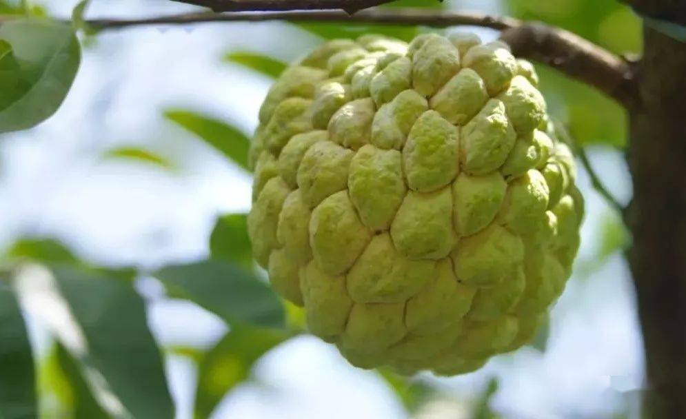 林檎水果功效(林琴水果:美容养颜,抗氧化,降血压)