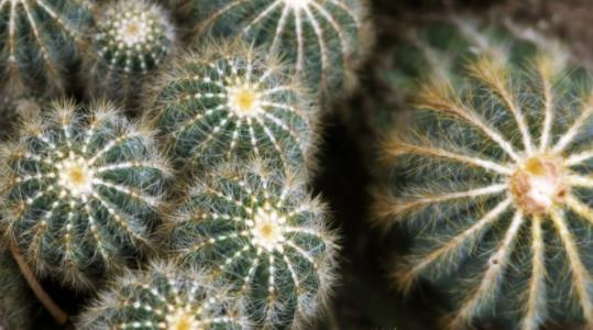 仙人掌精油:自然疗法中的明星产品