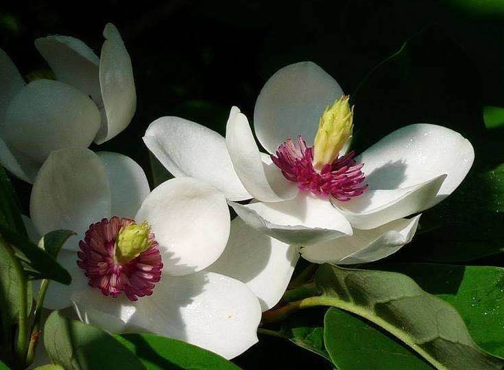 天女木兰对皮肤功效(天女木兰:祛痘美肤神器,让肌肤焕发光彩)