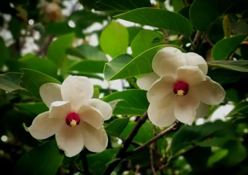 天女木兰对皮肤功效(天女木兰:祛痘美肤神器,让肌肤焕发光彩)