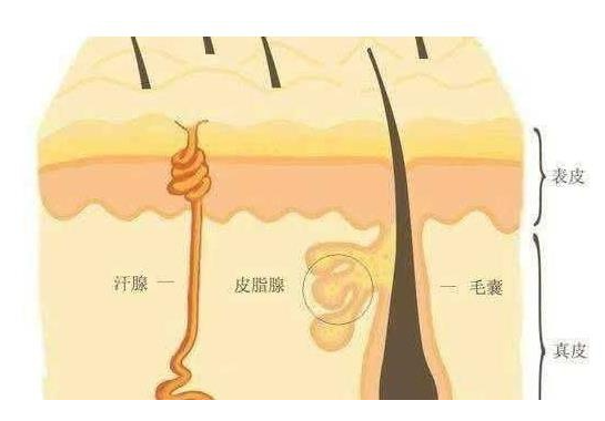 gamophen药皂功效(Gamophen药皂:有效清洁皮肤,预防痤疮)