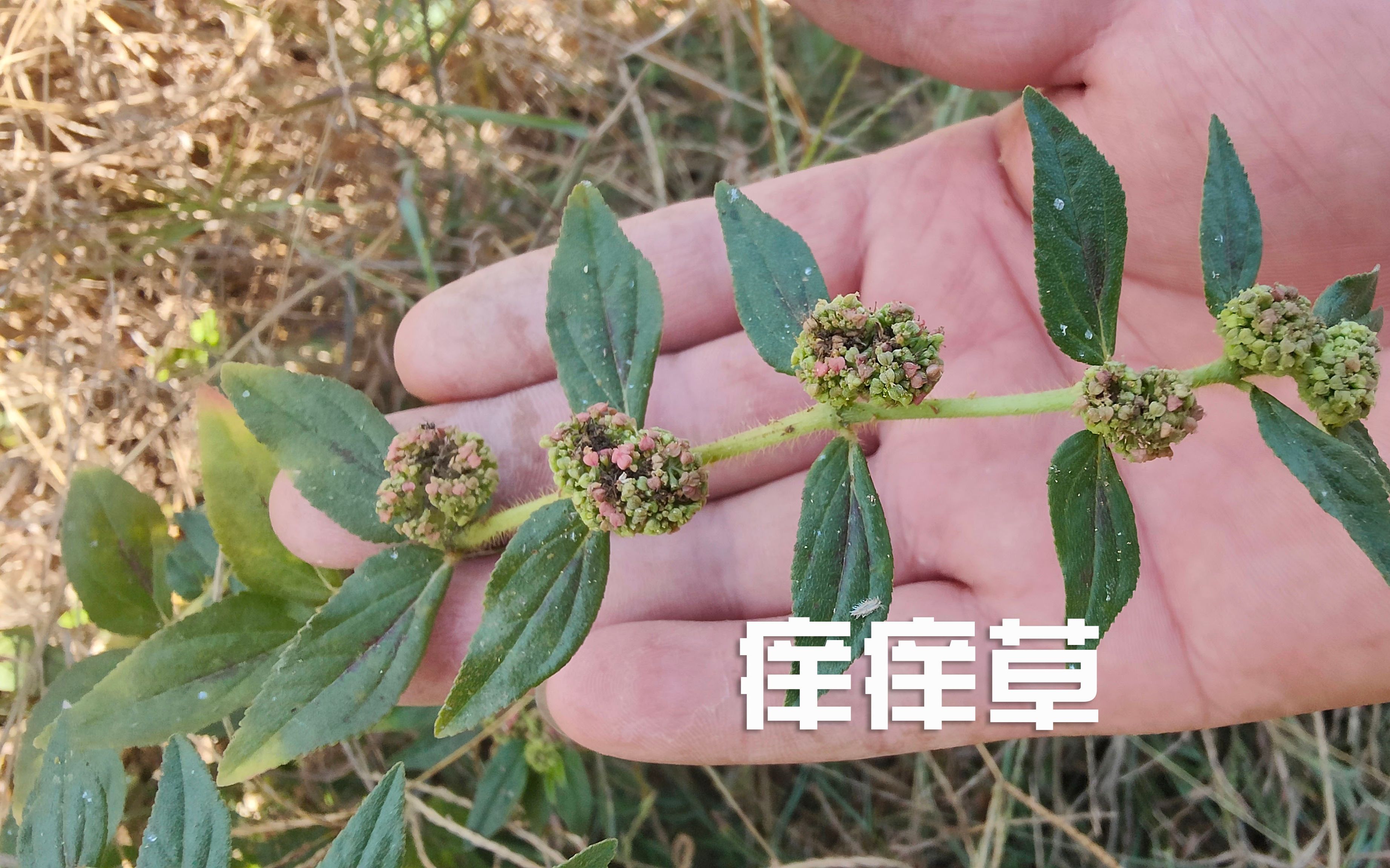 痒痒草图片及功效(痒痒草图片及功效:自然神奇,缓解皮肤瘙痒)