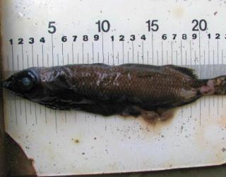 黑头鱼叫什么(黑头是什么鱼)