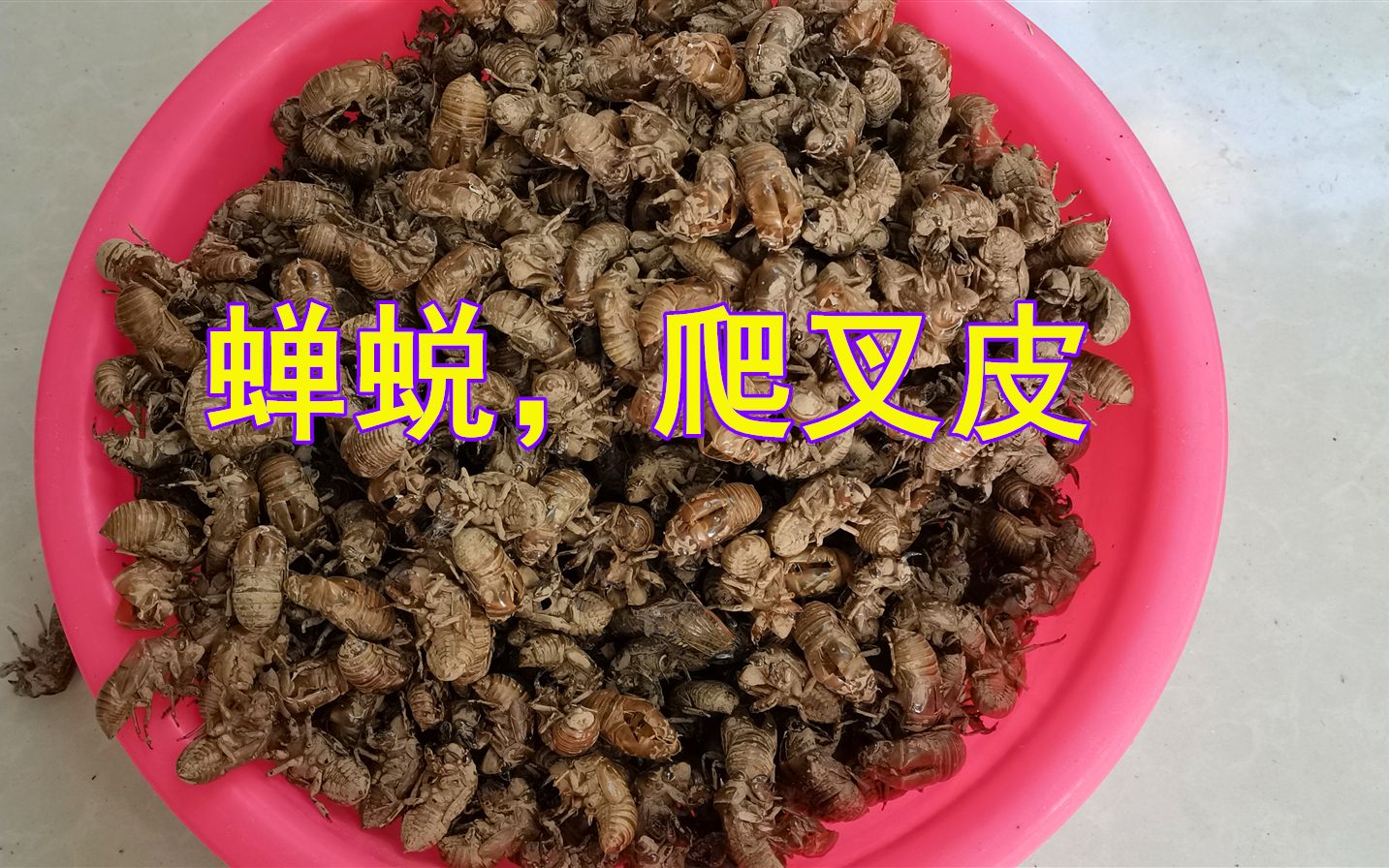 爬叉皮的功效(叉皮功效大揭秘祛湿止痒、消肿止痛,让你告别皮肤烦恼)