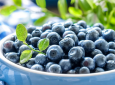 蓝莓的功效与作用，都有那些营养功效？