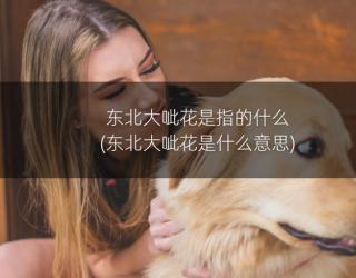 东北大呲花是指的什么(东北大呲花是什么意思)