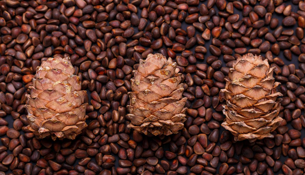 松子壳的功效与作用(松子壳的功效与作用,助您健康美丽)