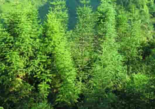 精油知识 | 杉木(雪松、云杉)