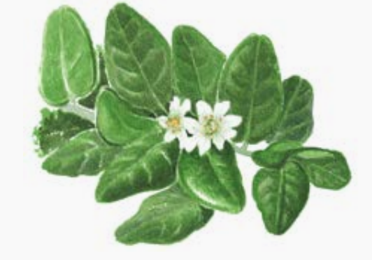 精油知识 | 波尔多-平息愤怒,抚慰坏时光