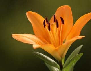 百合代表什么(百合代表什么意思)