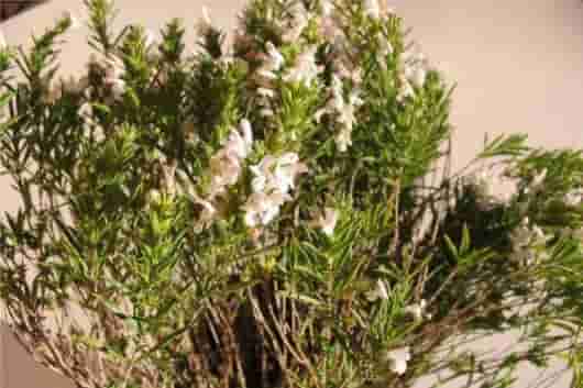 精油小知识 |百里酚百里香-急效,火速治疗