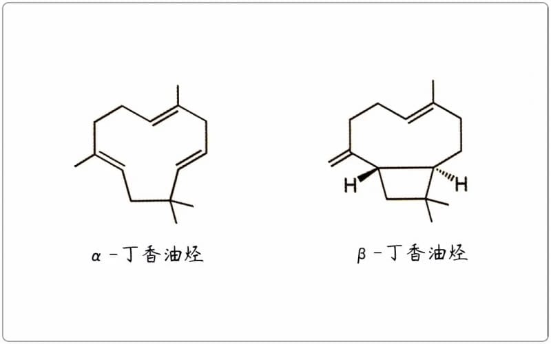 芳疗小知识|倍半萜烯 - 丁香油烃