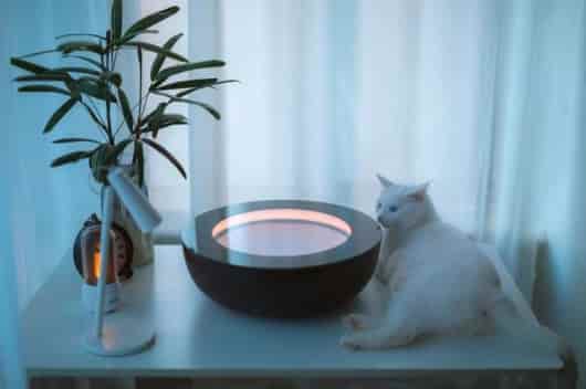 精油小知识 | 智利桃金娘树 - 生命力的象征,缓慢输出能量