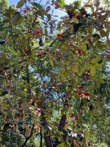 精油小知识 | 智利桃金娘树 - 生命力的象征,缓慢输出能量