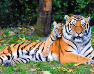 本命年虎年要注意什么(2022本命年虎年要注意什么)