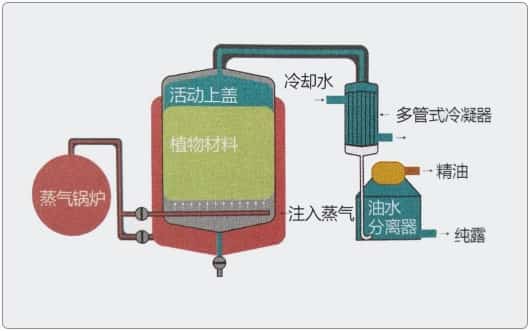 芳疗小知识|精油的萃取方式之蒸馏法(上)
