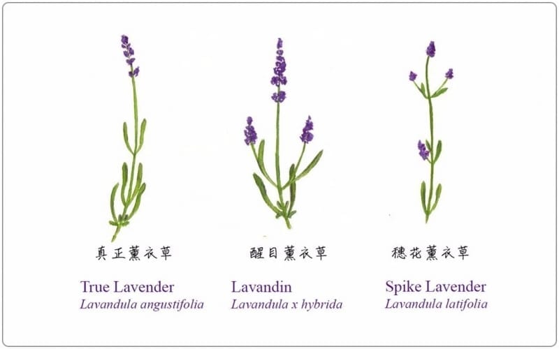 芳疗小知识|倍半萜烯 - 母菊天蓝烃