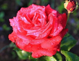 如何自己制作玫瑰水_玫瑰水自制教程