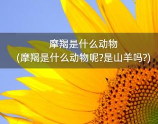 摩羯是什么动物(摩羯是什么动物呢?是山羊吗?)