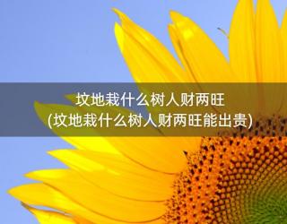坟地栽什么树人财两旺(坟地栽什么树人财两旺能出贵)
