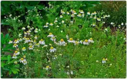 芳疗小知识|倍半萜烯总论