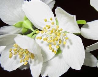 泰国精油什么牌子最好？(泰国茉莉精油怎么用？)