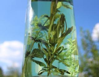 什么品种茶树可以提取茶树精油？