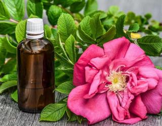 茶树精油是茶树吗(什么品种茶树可以提取茶树精油)