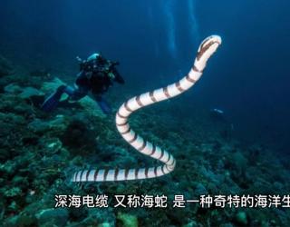 海蛇泡酒的功效与作用(海蛇泡酒的好处：增强免疫力，滋补身体) 