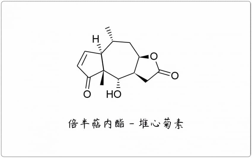 芳疗小知识|倍半萜内酯 - 堆心菊素