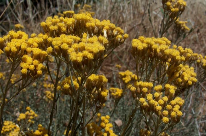 如何使用永久花(蜡菊)精油