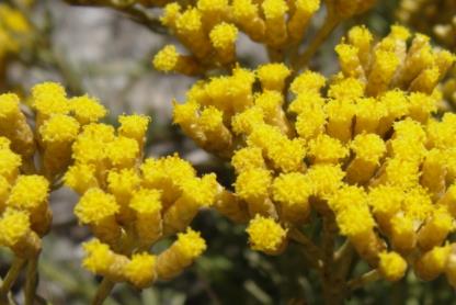 蜡菊精油:用途、使用方法、好处、气味和主要成分