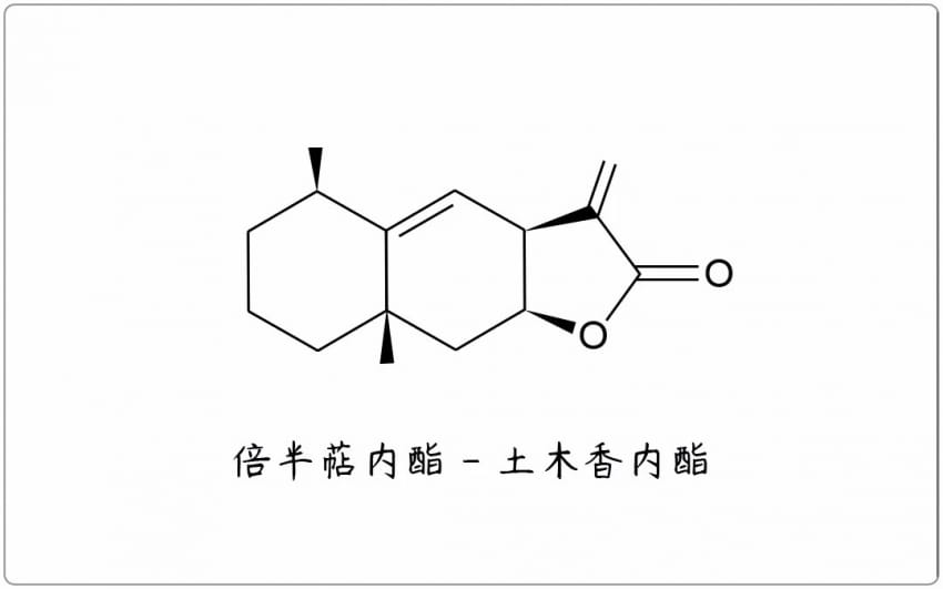 芳疗小知识|倍半萜内酯 - 土木香内酯