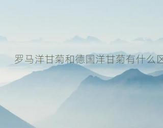 罗马洋甘菊和德国洋甘菊有什么区别