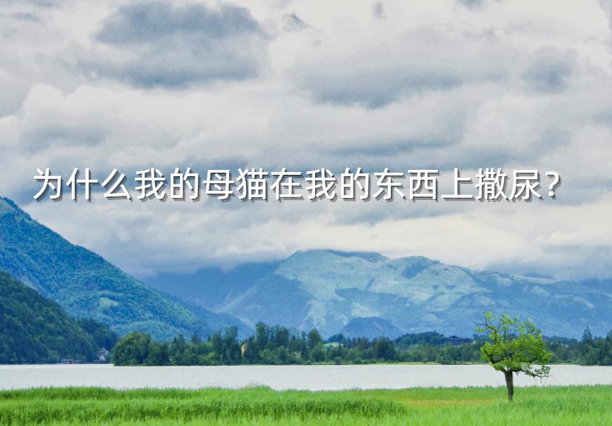 为什么我的母猫在我的东西上撒尿?