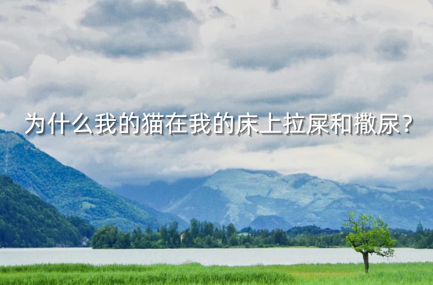 为什么我的猫在我的床上拉屎和撒尿?