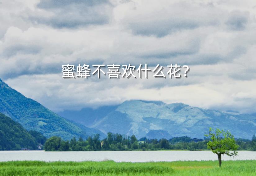蜜蜂不喜欢什么花?