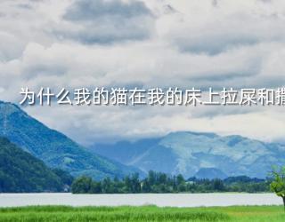 为什么我的猫在我的床上拉屎和撒尿？