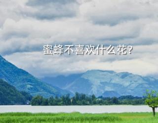 蜜蜂不喜欢什么花？