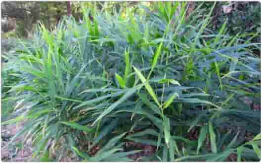 常见精油植物科属知识汇总