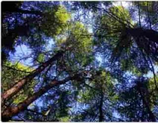 常见精油植物科属知识汇总