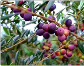 常见精油植物科属知识汇总