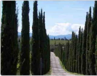 常见精油植物科属知识汇总