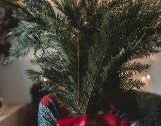 柏树精油：是什么、好处、用途和配方