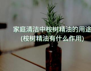 家庭清洁中桉树精油的用途(桉树精油有什么作用)