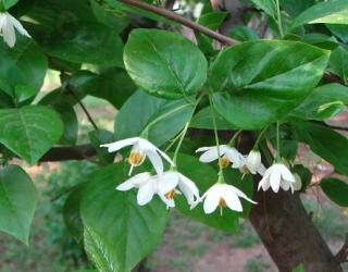 【知识普及】精油产品的保存与使用禁忌